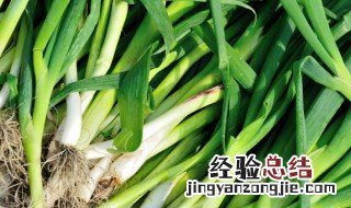 大蒜的间苗时间 种大蒜多长时间出苗