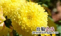 黄色菊花花语象征与寓意 黄色菊花花语