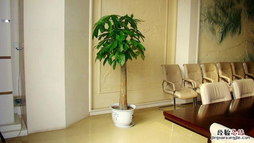 秋天把它丢盆里,叶子油绿花开爆,10年不烂根!