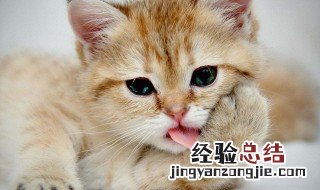 猫咪的猫粮是什么做的 猫咪的猫粮成分介绍