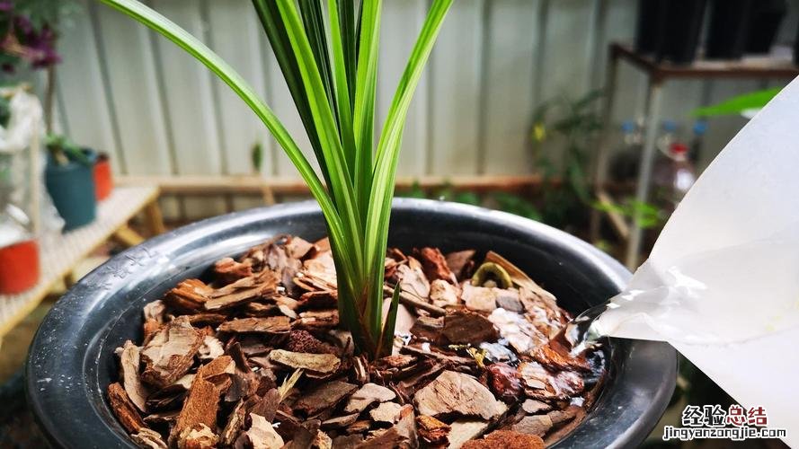 兰花盆栽种植步骤及注意事项