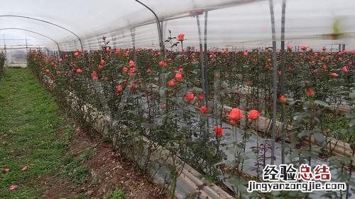 玫瑰花夏天能栽活吗，怎么栽种