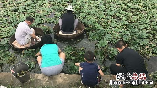 牛角菱怎么种植