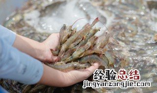 新鲜虾尾怎么保存 新鲜虾尾的保存方式