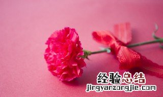 友谊花是什么花 象征友谊的花的含义