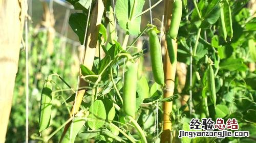 想要植株开花,肥料是关键,土里藏点“黄豆粒”花苞噌噌冒!
