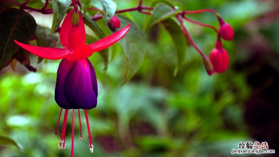 茶花落蕾怎么办