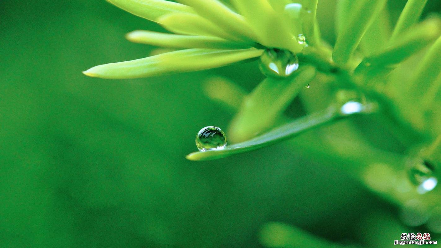 钻石翡翠植物怎样浇水