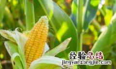 玉米种子什么品种好 什么品种玉米种子好