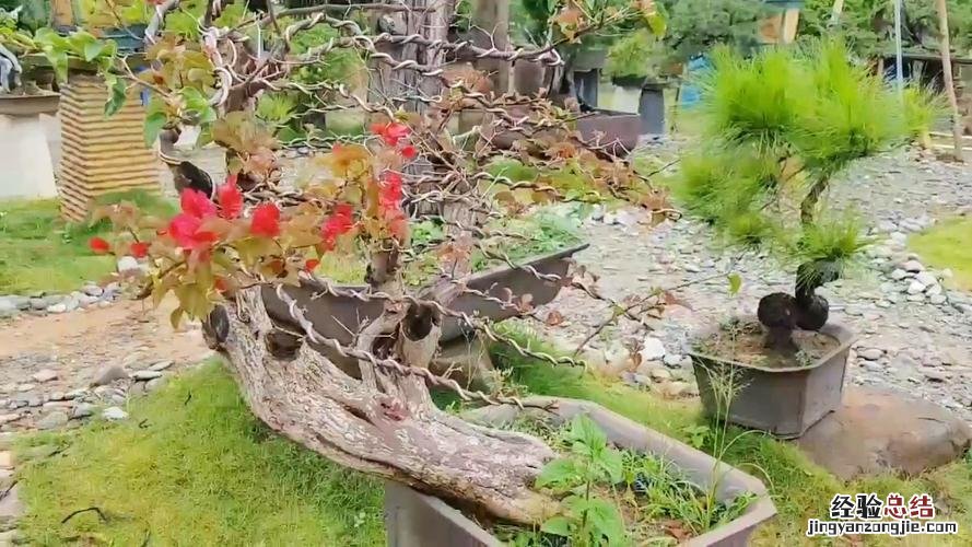 盆栽三角梅怎么过冬，怎么修剪