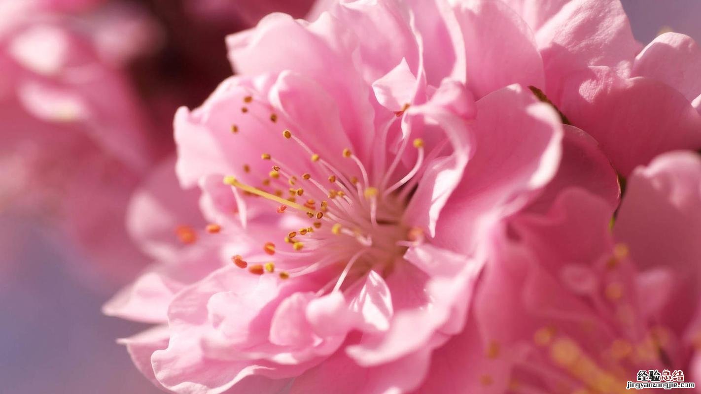 冬季梅花如何繁殖