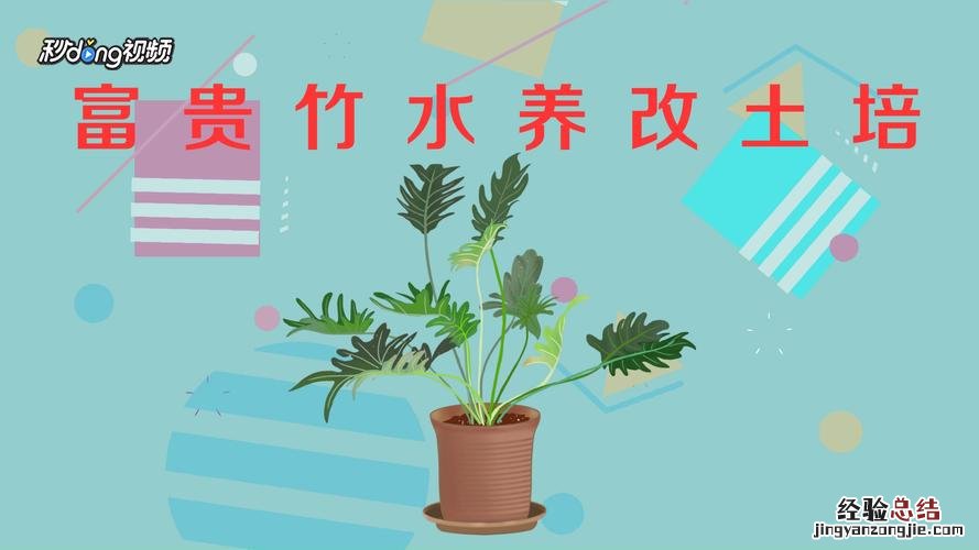 土培富贵竹多久浇一次水