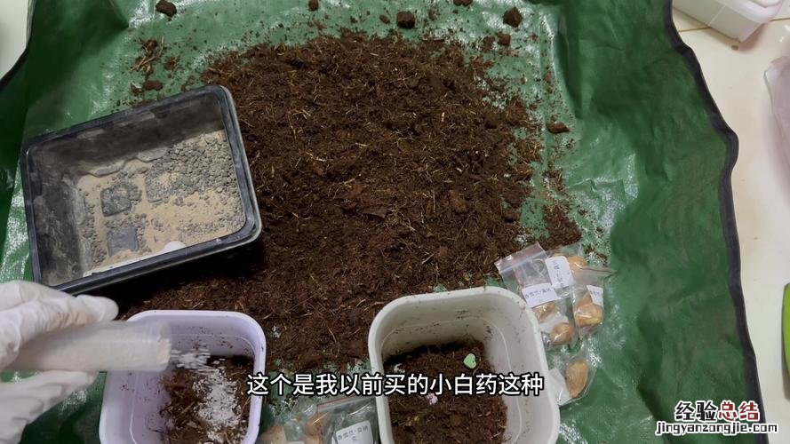 香雪兰种球的种植方法