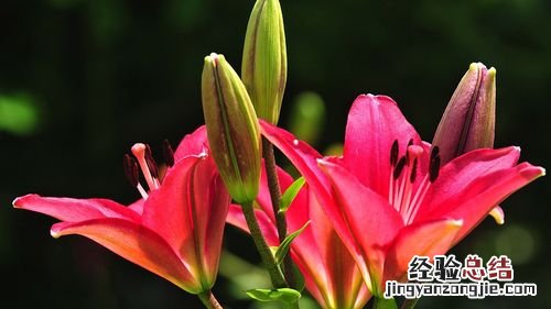 最受花友追捧的10种花,到底啥魅力