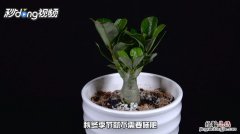 沙漠玫瑰根软了怎么办