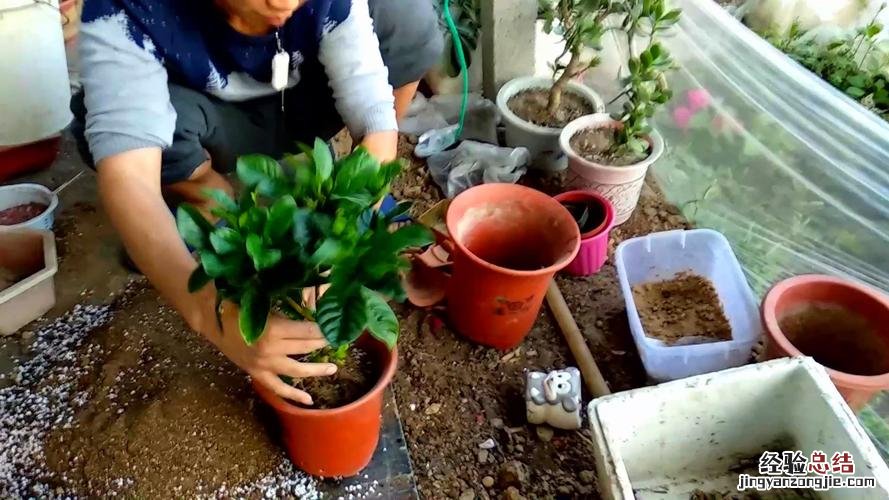 茉莉栀子养不好，肯定土不对！2步自制酸性土，用了花猛开！