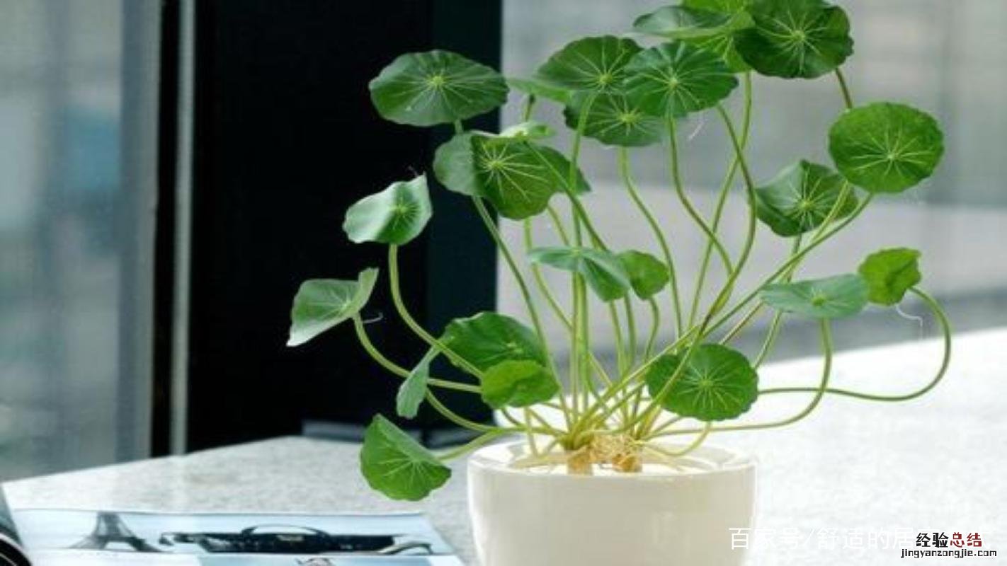 家里养的铜钱草快死了，这样就能救