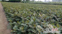 季节、行距、一亩多少颗？ 花椒树苗什么时候种植