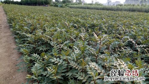 季节、行距、一亩多少颗？ 花椒树苗什么时候种植