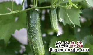 刺瓜种植方法 刺瓜怎么种植方法