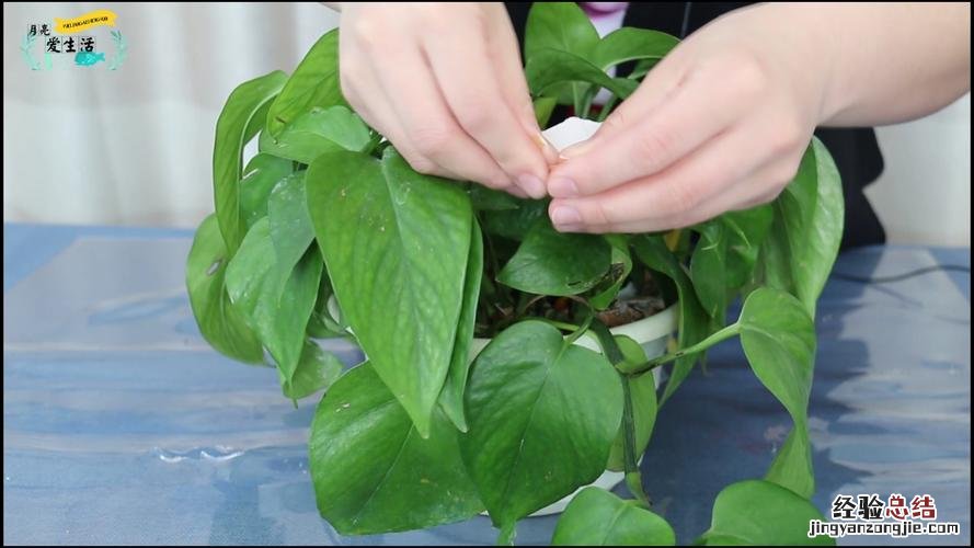 绿萝从土里移植到水养,要注意什么