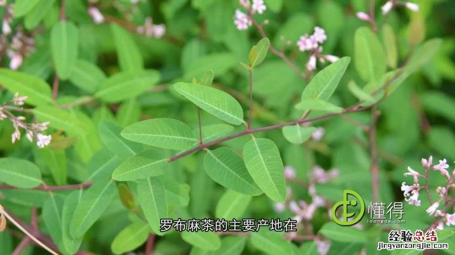 罗布麻茶价格