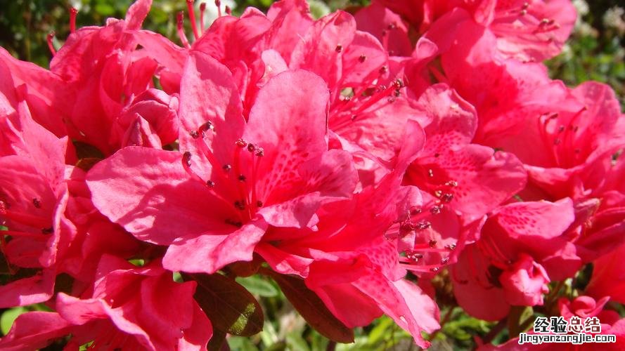 杜鹃花的花语和传说
