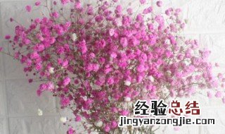 代表初恋可用于告白的花 表达初恋的花及花语