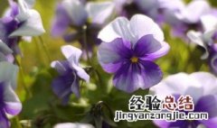 紫罗兰鲜切花养殖方法和注意事项