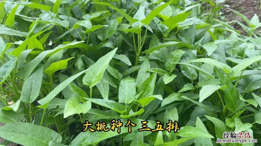 空心菜的种植方法和时间