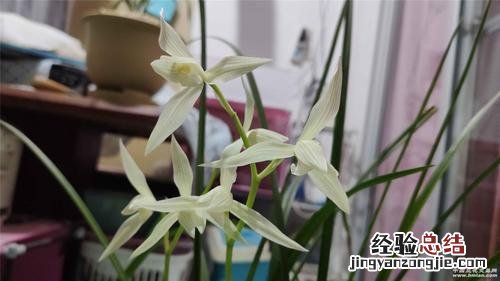 大雪素和春兰的区别