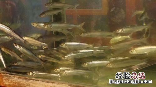 抗浪鱼又叫什么鱼
