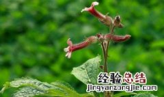 茯苓花种植方法 茯苓花种植方法介绍