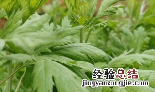 艾草跟艾叶是一样的吗 艾叶和艾草有什么不一样