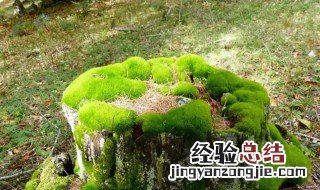 苔藓的形态结构特点 苔藓形态特征