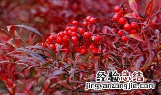 南天竹的种植与养护 南天竹的室内养殖方法和注意事项