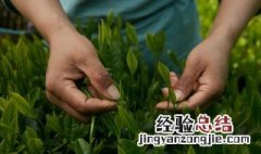 茶叶的种植和管理技术 茶叶的种植和管理技术是什么