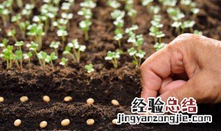 勿忘草种植方法和时间 勿忘草适合在什么季节种植