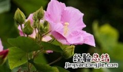 芙蓉花幼苗的养殖方法和注意事项