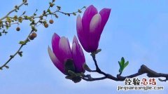 玉兰花怎么养