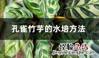 孔雀竹芋的水培养殖方法和注意事项图片 孔雀竹芋的水培养殖方法和注意事项