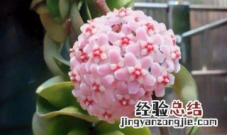 春天球兰的养殖方法和注意事项视频 春天球兰的养殖方法和注意事项
