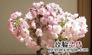 盆栽樱花怎么养 盆栽樱花养殖方法与注意事项