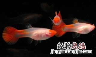 红运当头鱼头上长白色什么病 鱼红运当头的养殖方法和注意事项