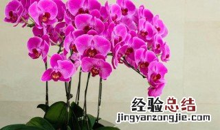 大盆蝴蝶兰的养殖方法和注意事项 大盆蝴蝶兰的养殖方法和注意事项有哪些