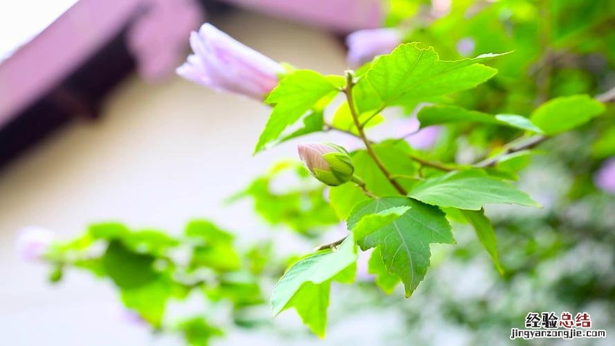 小木槿叶子枯什么原因,冬天落叶吗