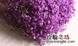 满天星干花能保存多久 满天星干花能保存时间有多长