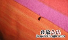 谷盗虫怎么清除掉 谷盗虫如何清除掉