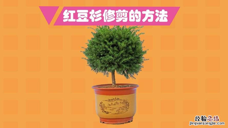 曼地亚红豆杉怎么养