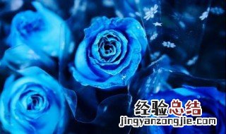 为什么不能送蓝玫瑰 不能送蓝玫瑰的原因